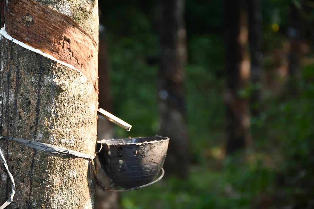 saignée sur arbre d'hévéa