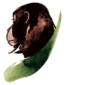 Logo de Sebitoli Chimpanzee Project